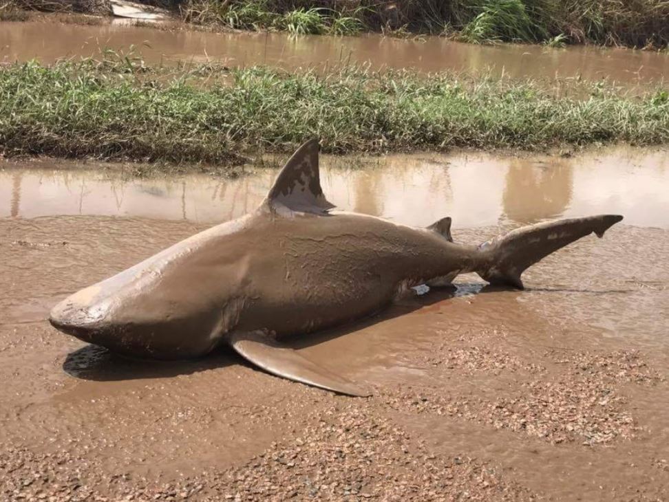 Un tiburón toro, de metro y medio de largo, apareció en una de las calles de la localidad de Ayr, tras las recientes inundaciones provocadas por el ciclón tropical Debbie. (@QldFES)