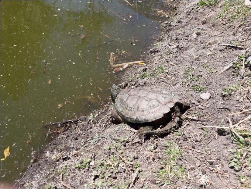 Personal de la Profepa atiende tortuga reptil; la institución rescata 27 ejemplares de la vida silvestre en el Estado de México (Profepa)