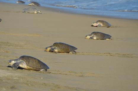 12 mil tortugas golfina arriban a las playas Morro y Escobilla, en Oaxaca (Semarnat)