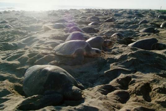 12 mil tortugas golfina arriban a las playas Morro y Escobilla, en Oaxaca (Semarnat)