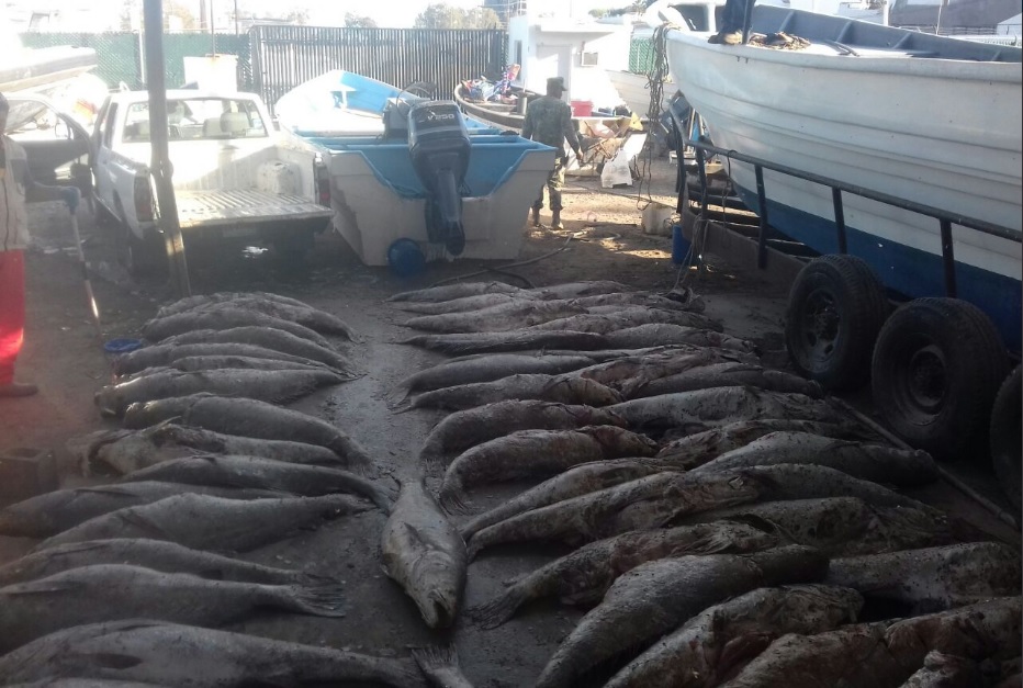 Totoabas halladas muertas en el Alto Golfo de Baja California; personal de la Profepa y Semar atiende el incidente (Twitter @PROFEPA_Mx)