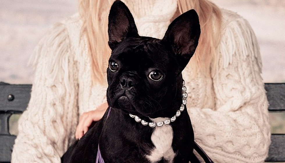 Un bulldog francés con un collar de perlas.