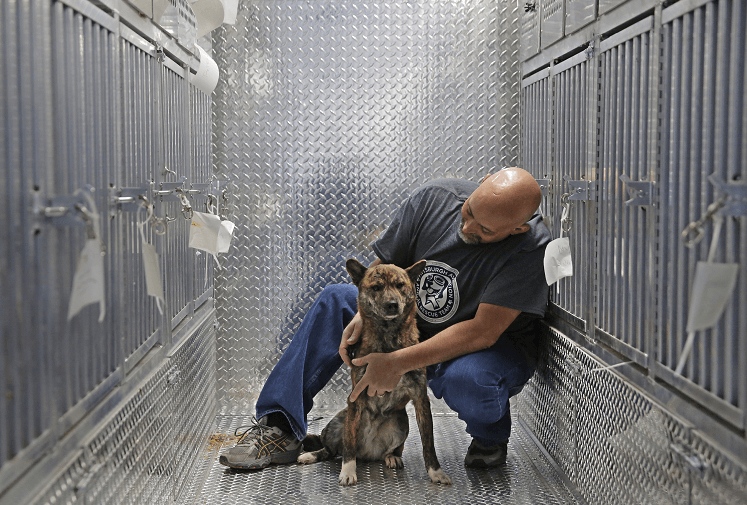 Un voluntario del rescate de animales conforta a uno de los perros que fue trasladado de Corea del Sur a Estados Unidos. (AP)