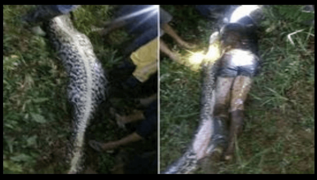 Una serpiente pitón se tragó a un hombre completo en Indonesia. (@elespanolcom)