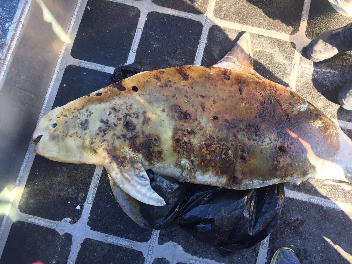 Profepa encuentra otra vaquita marina muerta en el Alto Golfo de California. (Twitter/ @PROFEPA_Mx)