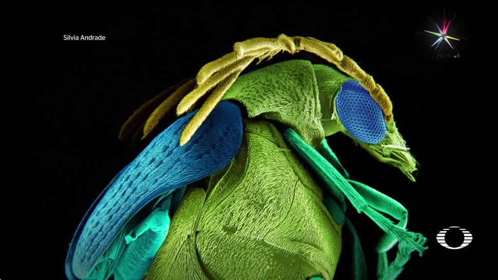 Arte, microscópico, escarabajos, fotografía, Silvia Andrade, Fotografía