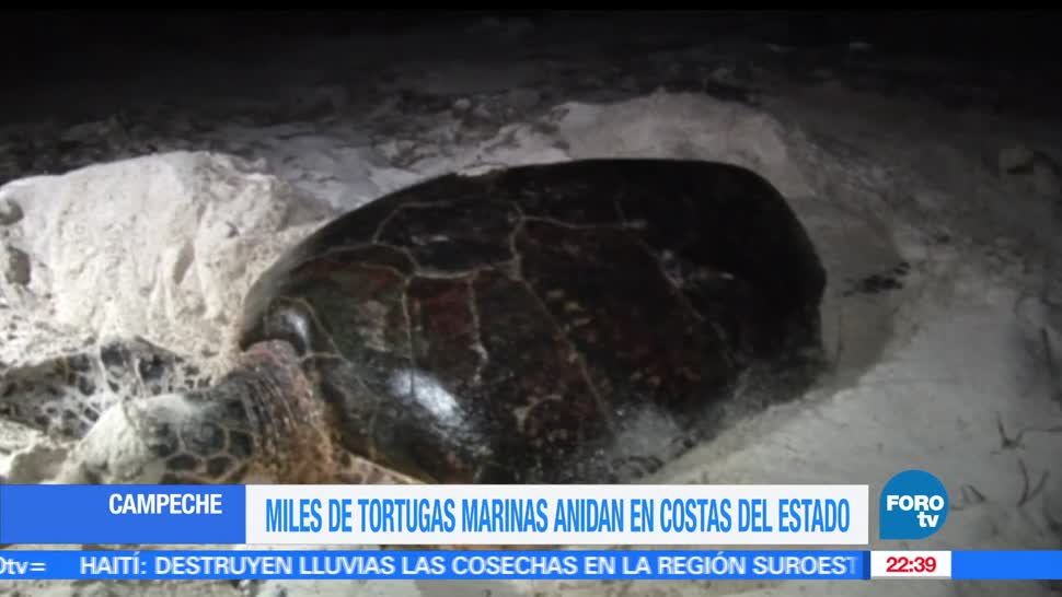 Tortugas marinas, Anidan, Costas, Playas, Campeche, Desovar