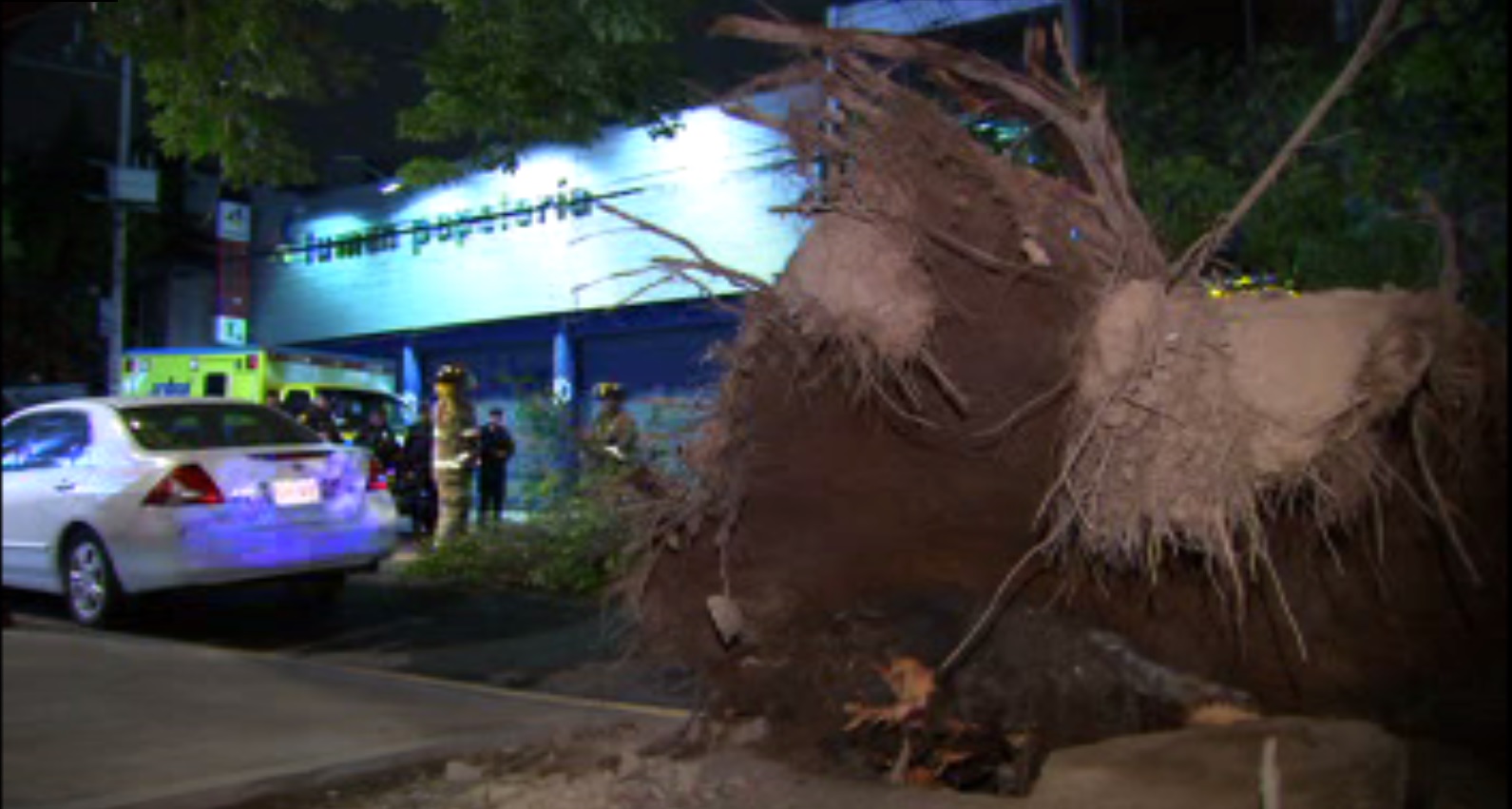 Bomberos retiran árbol caído en calles de la colonia Roma, CDMX (Noticieros Televisa)