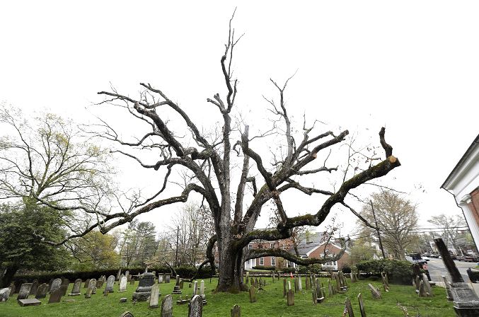 El árbol será removido durante dos o tres días en la comunidad ubicada a unos 48 kilómetros al oeste de Nueva York (AP)