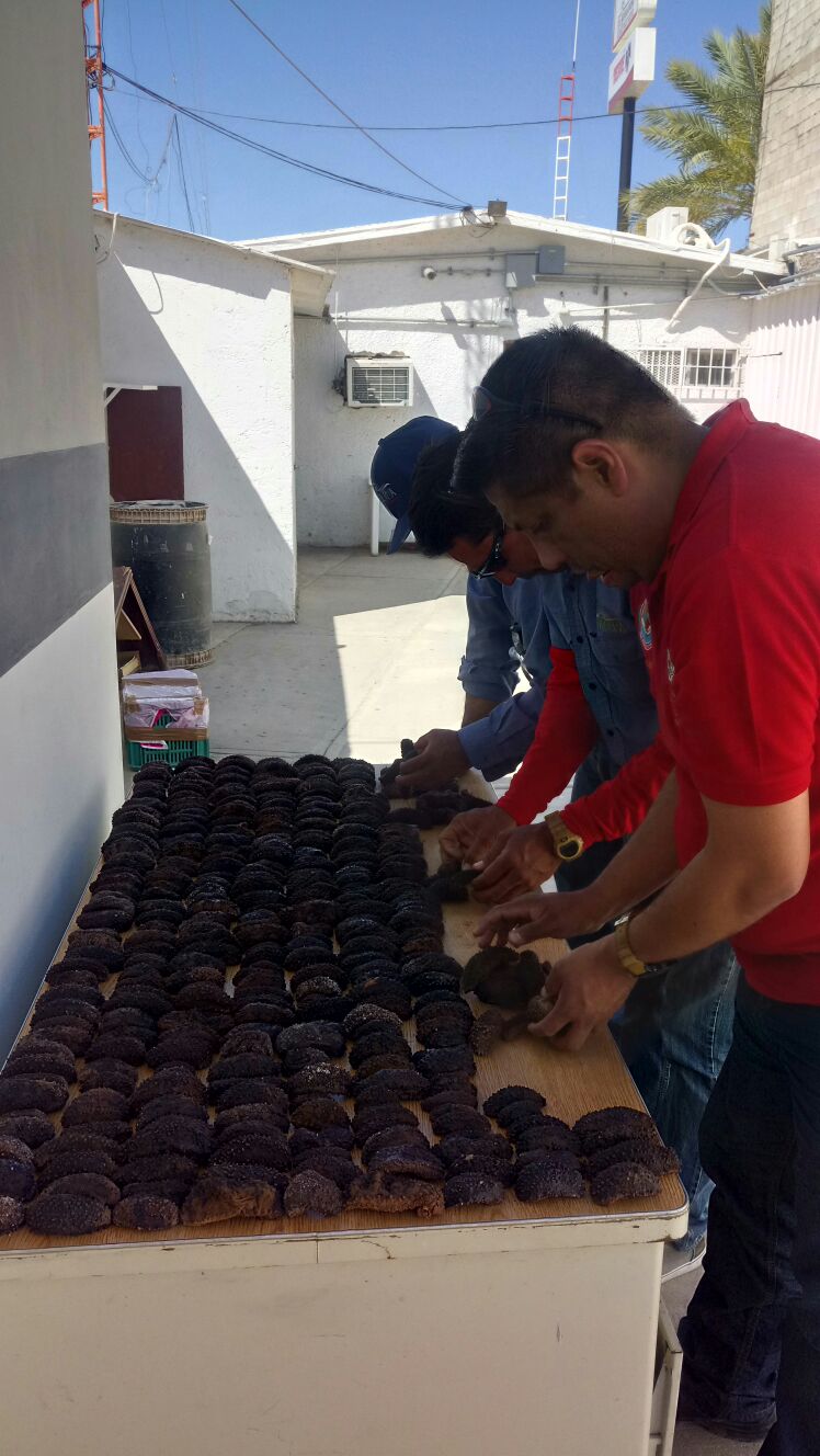 Aseguran más de 1,500 ejemplares de pepino de mar sobre la carretera Sonoyta-San Luis Río Colorado, en Sonora (Profepa)