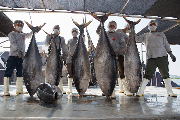 Ejemplares de atún son procesados en una planta de Mazatlán, Sinaloa (Getty Images, archivo)