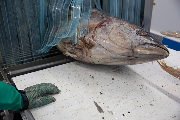 Ejemplar de atún es procesado en una planta de Mazatlán, Sinaloa (Getty Images, archivo)