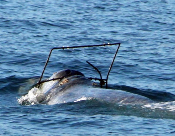 El Servicio Nacional de Pesca Marítima solicita que los navegantes informen de una ballena gris enredada con un objeto metálico enredado (AP)