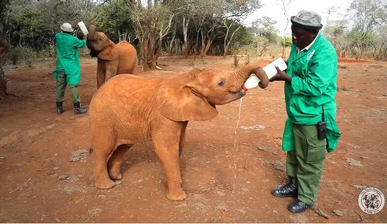 Una bebé elefante es rescatada de una trampa en Kenia