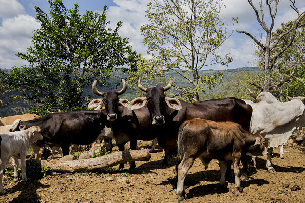Se estima que unas 80 mil personas de los estados de Campeche y Tabasco dependen económicamente de la ganadería. (Getty Images, archivo)