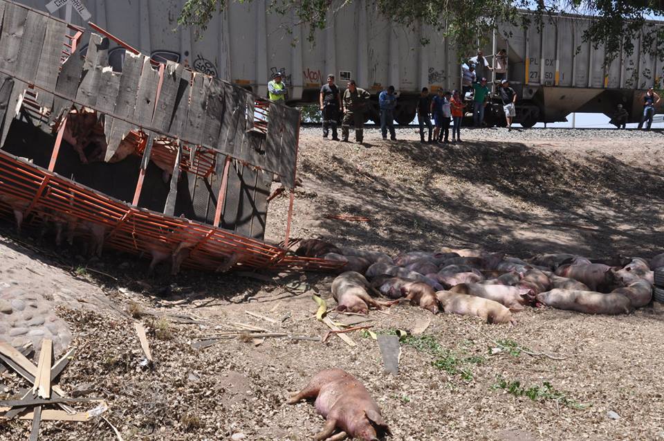 El tráiler transportaba alrededor de 217 cerdos. (Noticieros Televisa)