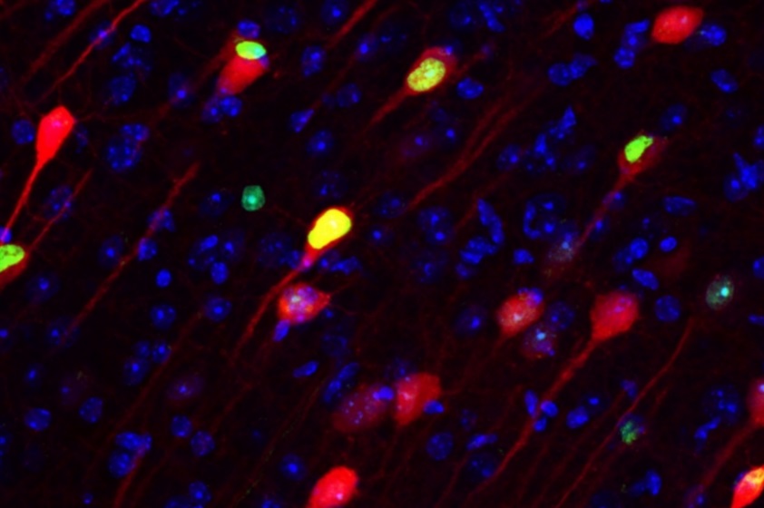 Esta imagen muestra células de la memoria (verde y rojo) que son cruciales para el almacenaje permanente de la memoria en la corteza prefrontal (Foto: news.mit.edu)