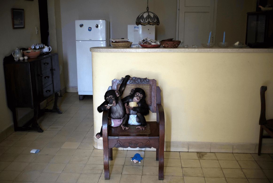 Mujer cubana cuida a chimpancés en su apartamento en La Habana. (AP)