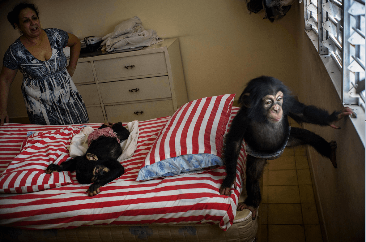 Mujer cubana cuida a chimpancés en su apartamento en La Habana. (AP)