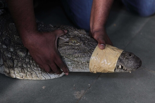 Captura de cocodrilo en Tampico. (Getty Images, archivo)