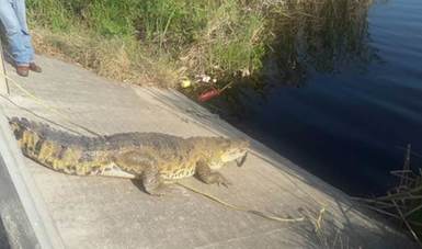 Capturan ejemplar de cocodrilo de pantano en Ciudad de Madero, Tamaulipas. (Sitio oficial/Profepa)