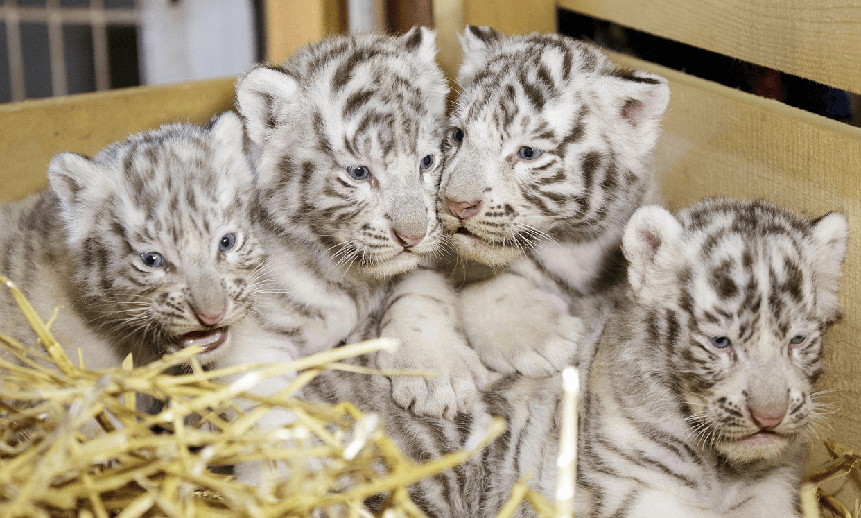 Cuatro crías de tigre blanco de Bengala; dos machos, Falco y Toto, y dos hembras, Mia y Mautzi, en el zoo de Kernhof. (EFE)