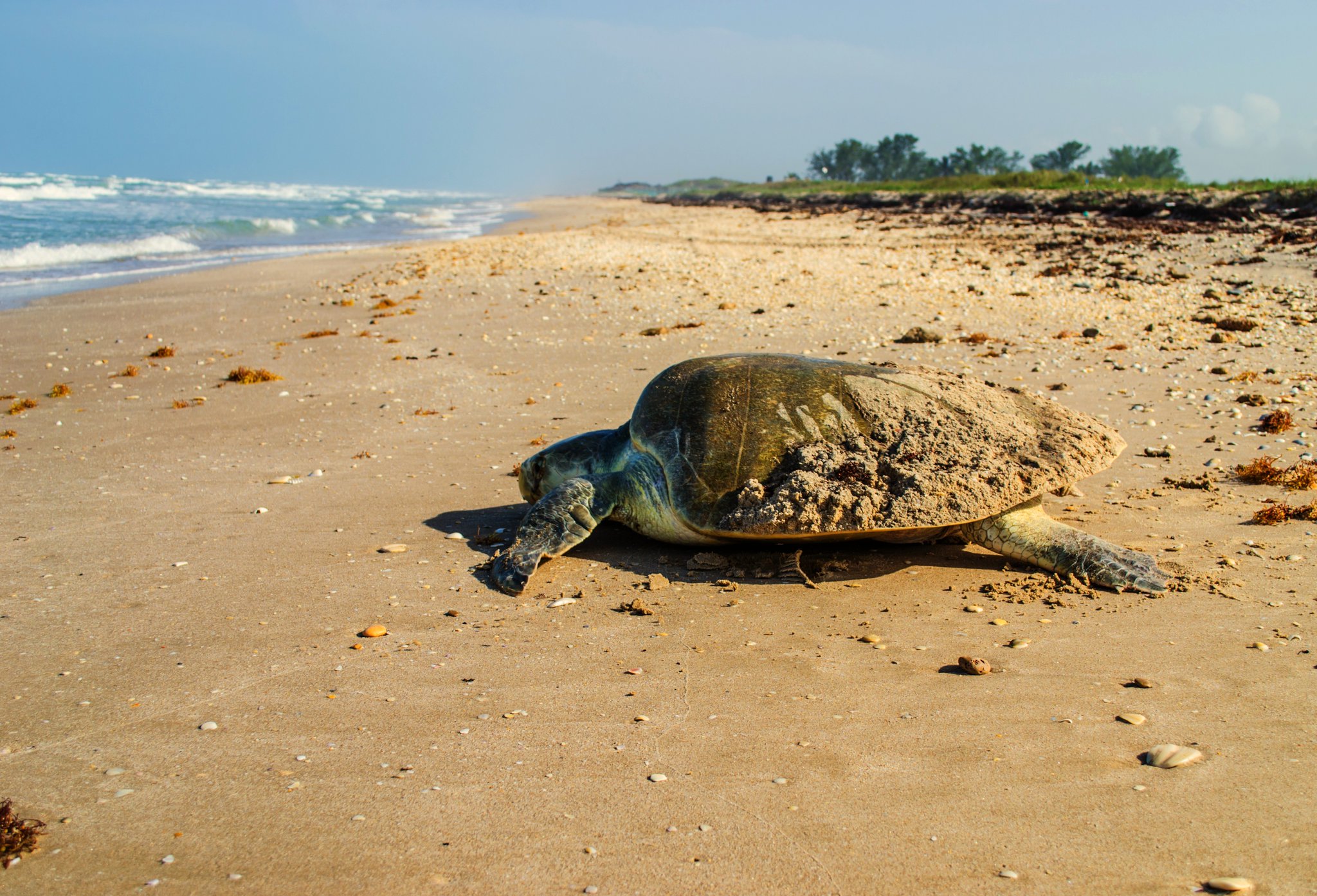 De las tres especies que llegan a desovar al Golfo de México, la tortuga Lora es la que más se reproduce. (Twitter @CONANP_mx, Archivo)