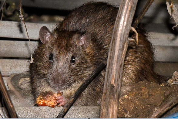 Dos ratas pueden dar nacimiento a 15 mil ratas en tan solo un año.