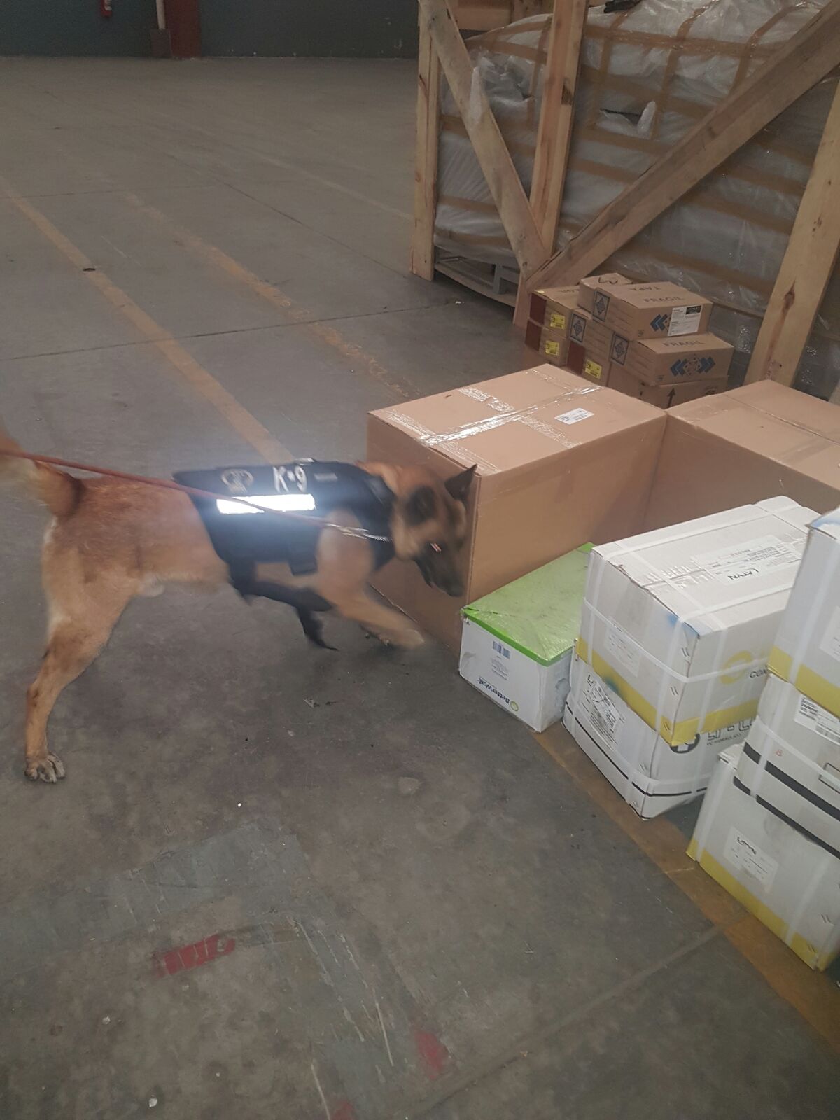 El elemento canino ‘killer’ descubre droga cristal que estaba escondida en una caja (Fiscalía de Jalisco)