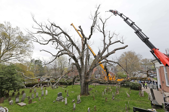 El árbol de 600 años fue declarado muerto después que comenzó a mostrar putrefacción y debilidad.