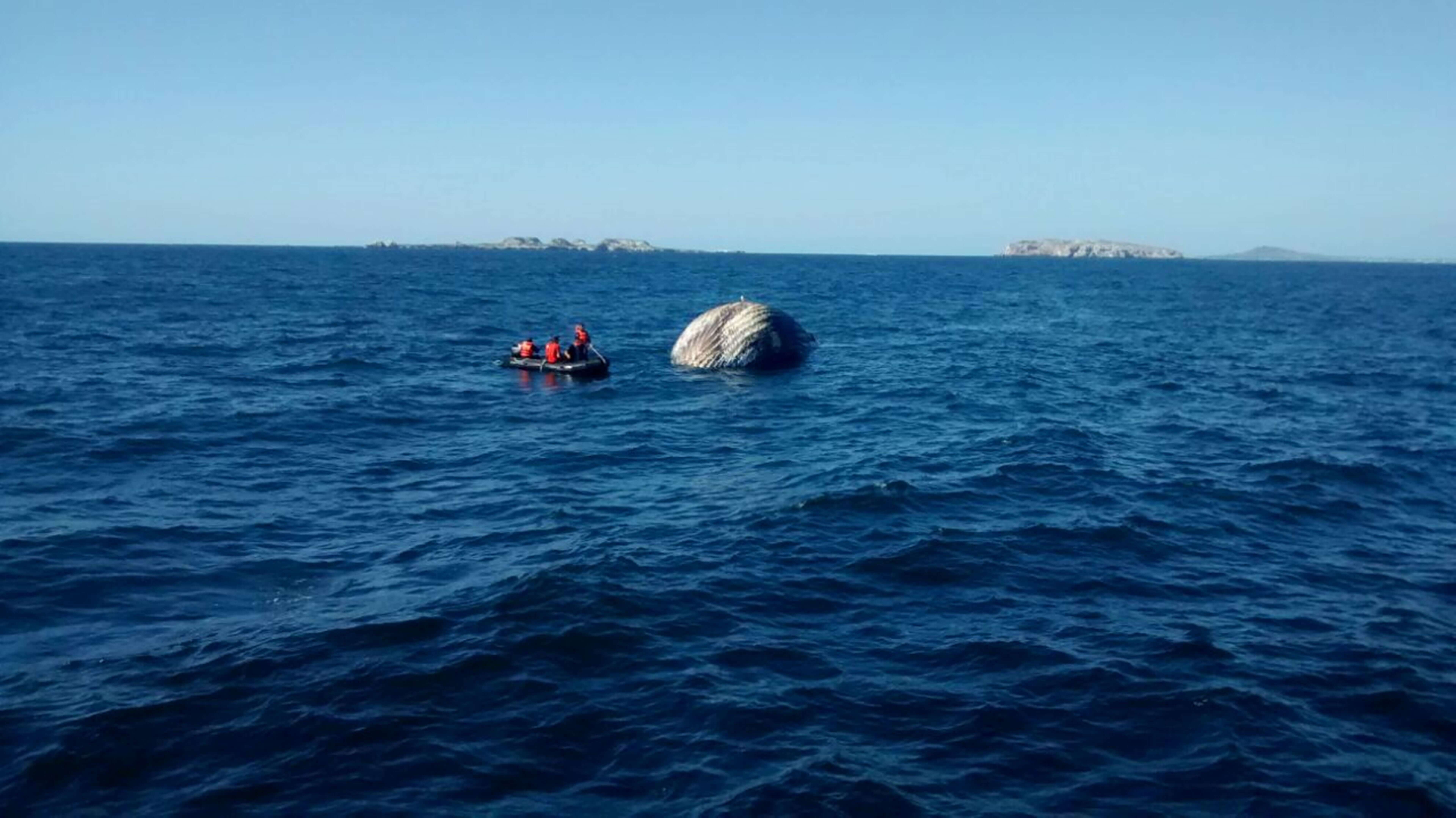 Hunden cadáver de ballena jorobada frente a las costas de Jalisco (Noticieros Televisa)