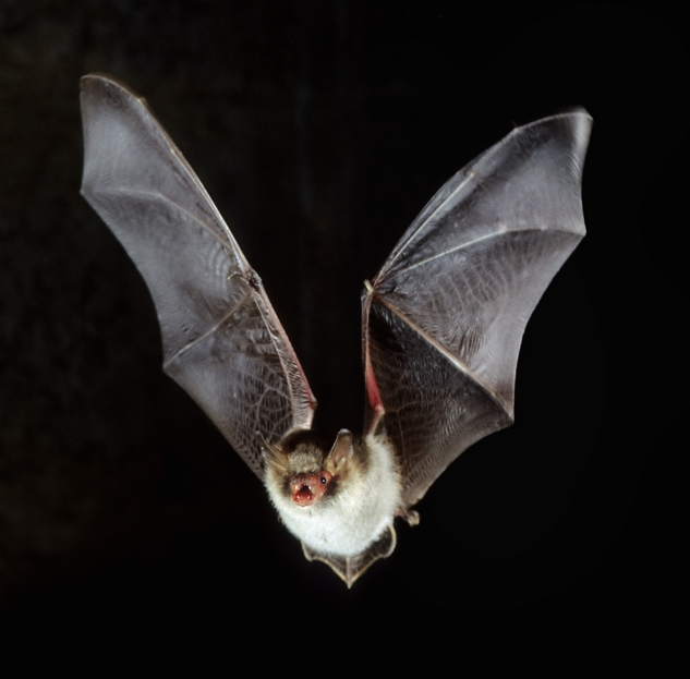 Imagen de un murciélago en vuelo. (Getty Images, archivo)