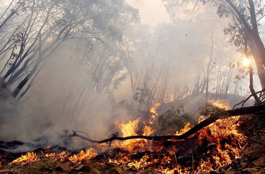 La Ciudad de México se ubica en tercer lugar entre las entidades con más incendios forestales. (@ORGDEBOMBEROS)