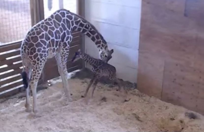 La famosa jirafa dio a luz a su cuarta cría después de unos 15 meses de gestación. (Tomada de video)