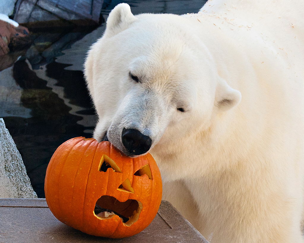 La osa polar Szenja nació en un zoológico en Alemania en 1995, dos años después llegó a SeaWorld en San Diego.