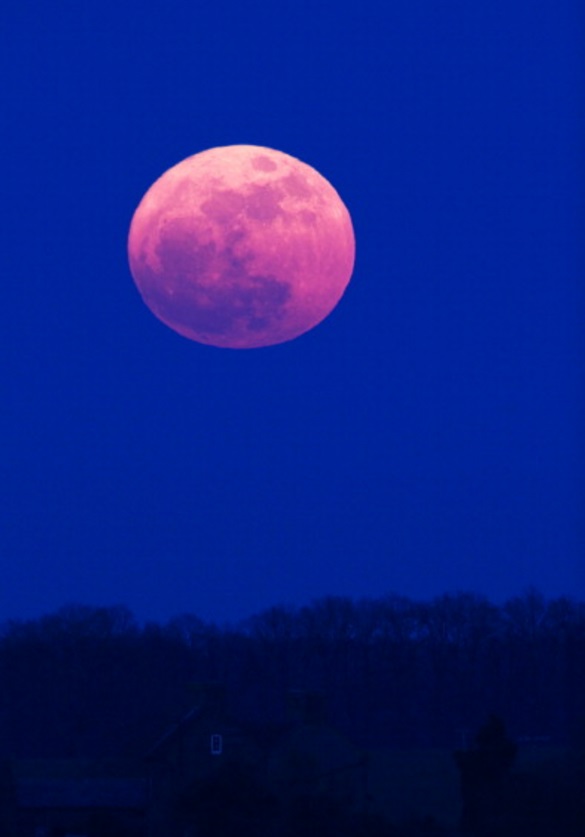 En el hemisferio norte, la luna llena de abril se alinea con la floración de una de las plantas de la primavera: phlox silvestre (o musgo rosado) (Getty Images)