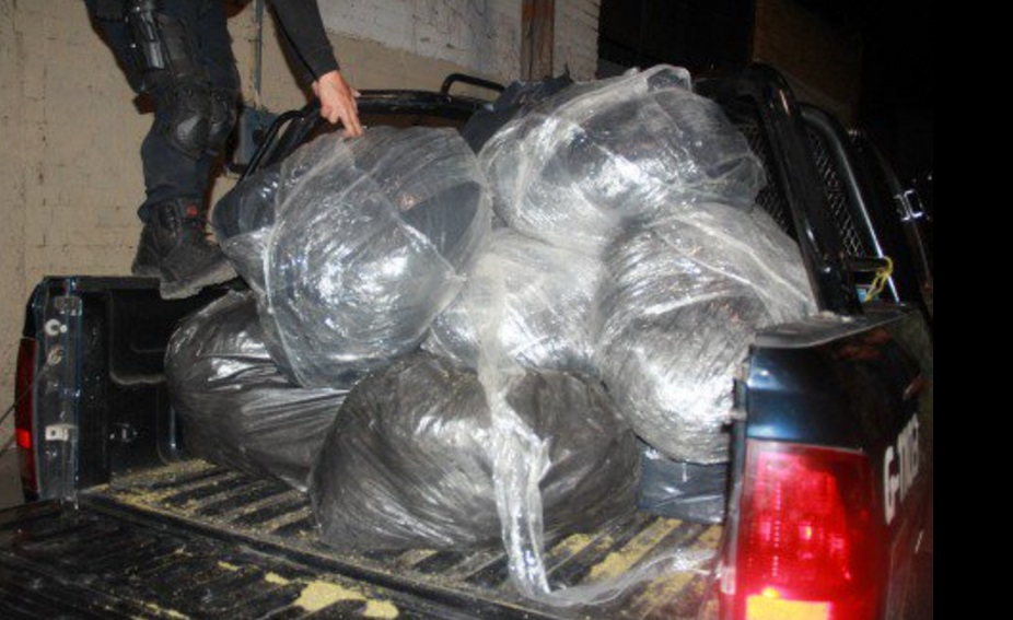 Autoridades de Guadalajara aseguraron 123 kilogramos de marihuana que estaban ocultos en un lote baldío (Twitter @PoliciaGDL)