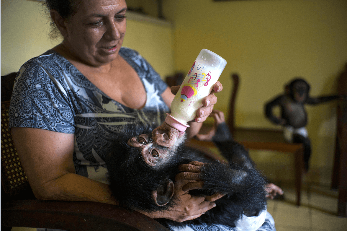 Chimpancés en peligro de extinción son criados en apartamento de bióloga cubana