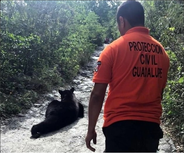 Personal de Protección Civil de Guadalupe captura al oso que merodeaba el Cerro de la Silla (Twitter @MAHP1804)