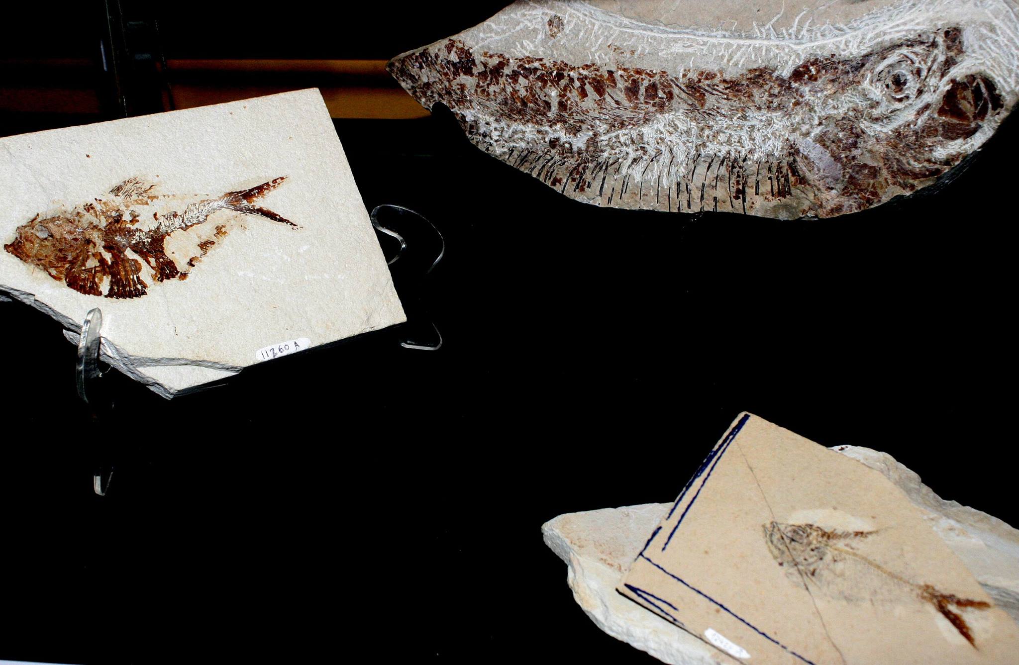 La exhibición de peces fósiles estará tres meses abierta al público (Facebook-Museo de Panteología Eliseo Palacios Aguilera)