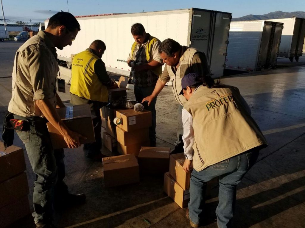 Profepa confisca más de 15 mil pepinos de mar en la aduana de Tijuana