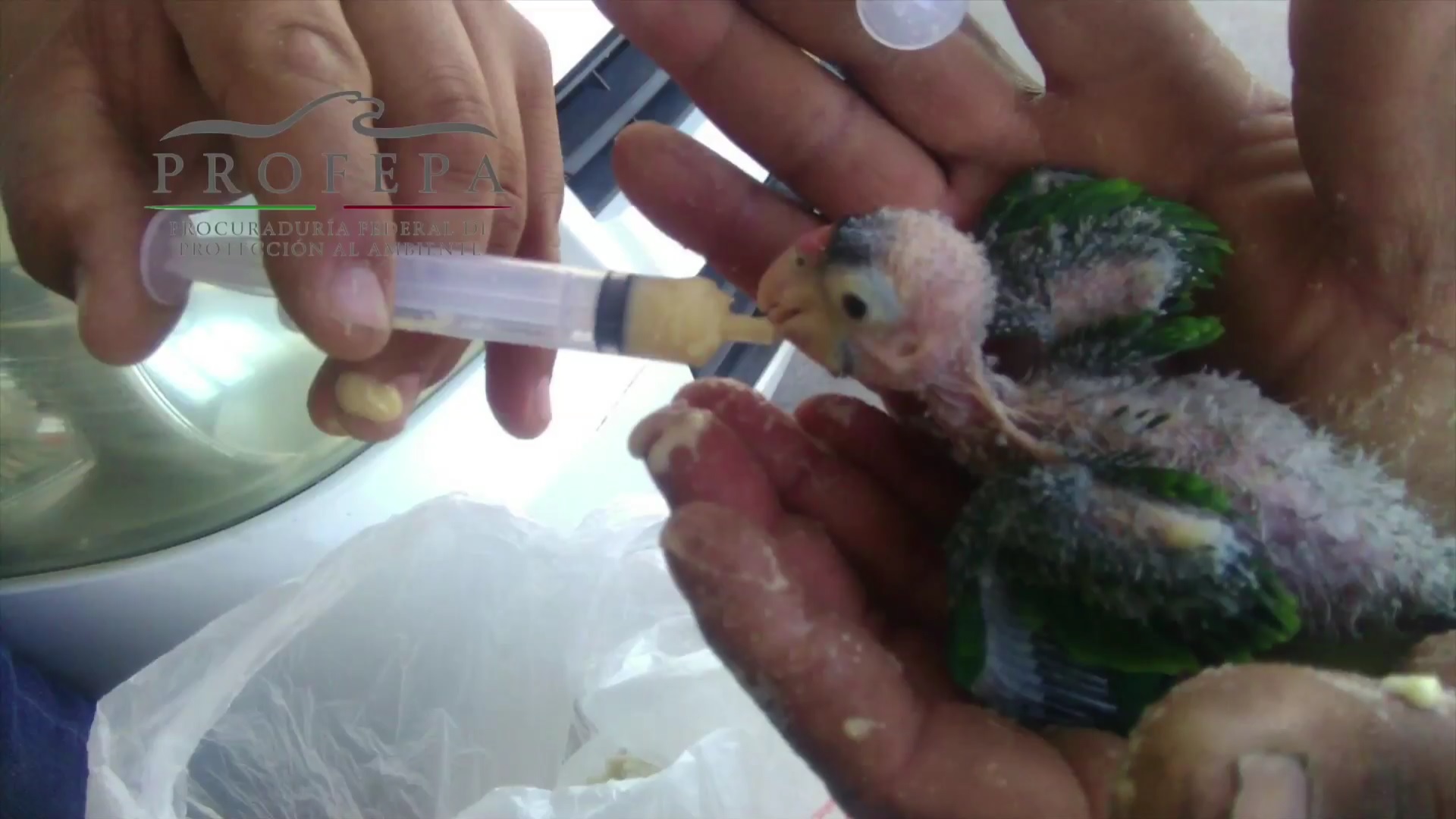Personal de la Profepa atiende ave silvestre que fue abandonada en Baja California (Profepa)