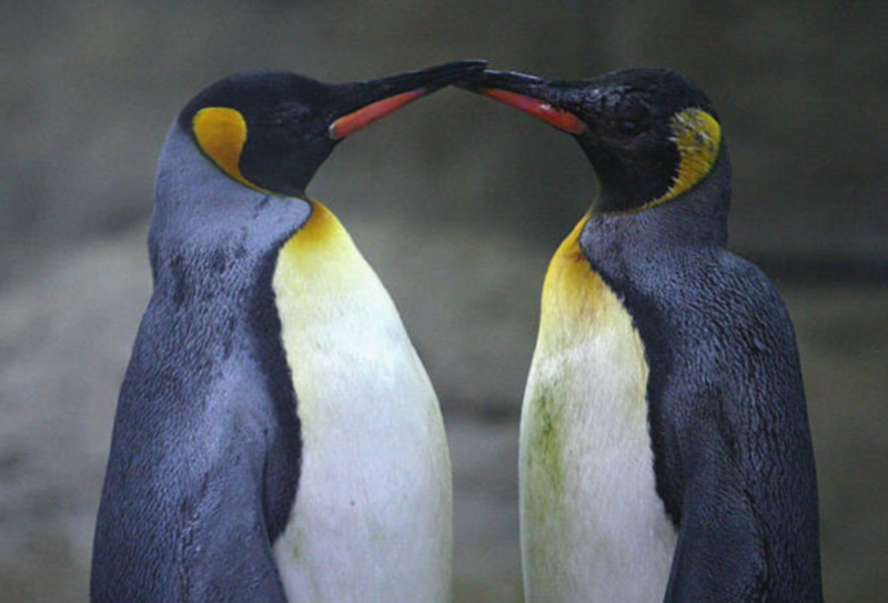 Científicos han encontrado que más de 450 especies de animales muestran comportamiento gay (Getty Images)