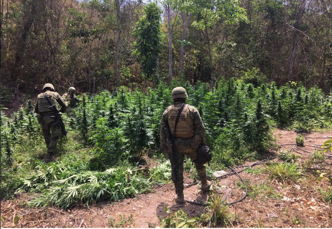 Elementos del Ejército y la PF aseguraron siete plantío de amapola y marihuana en Guerrero. (Twitter @GuerreroComSoc)