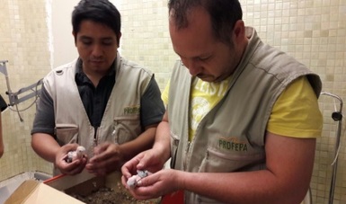 Aseguran 5 polluelos de pericos, los cuales eran ofrecidos ilegalmente en Facebook, en Culiacán, Sinaloa. (Profepa)