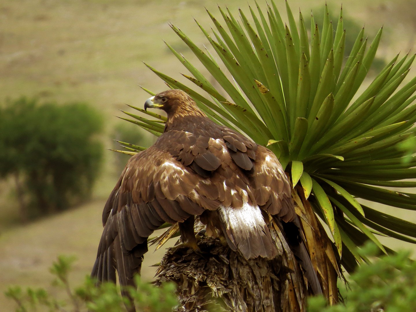 Profepa libera en su hábitat a un ejemplar de águila real en SLP (Profepa)