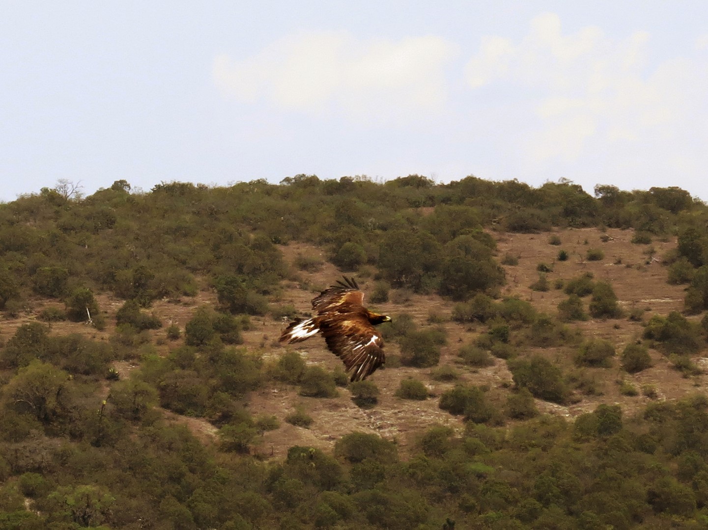 Profepa reintegra a su hábitat a un ejemplar de águila real en SLP (Profepa)