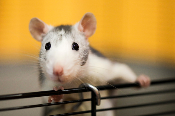 Estudian los efectos de los medicamentos contra el Déficit de Atención en ratas (Getty Images, archivo)