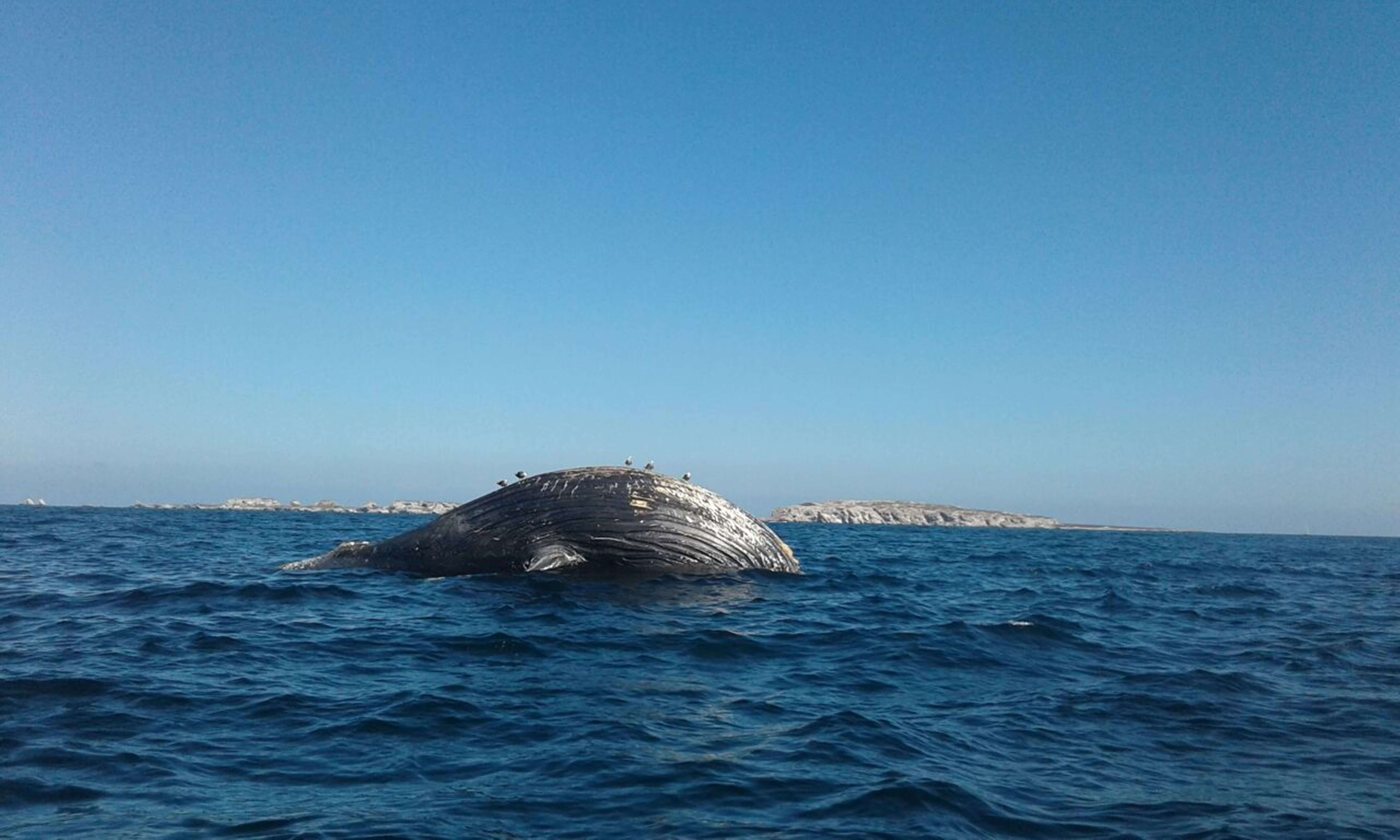 Profepa recupera el cadáver de una ballena jorobada frente a las costas de Jalisco (Profepa)