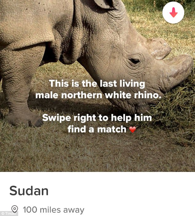 Sudán busca novia en Tinder para salvar a los rinocerontes blancos de la extinción.